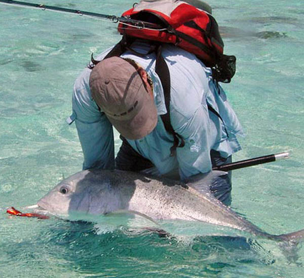Ein herrlicher Giant Trevally nahm im Flachwasser ein großes Stickbait